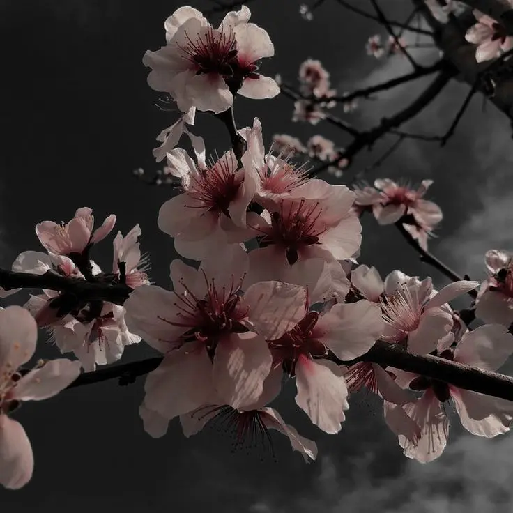 H1karabita_n1nz1n의 自己憐憫