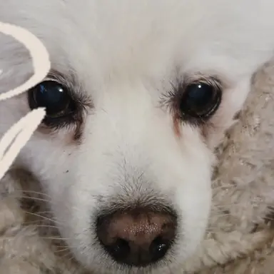 Profile image of 초능력 대저택 학교