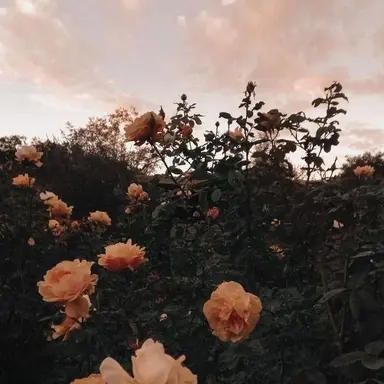 Profile image of 하루토