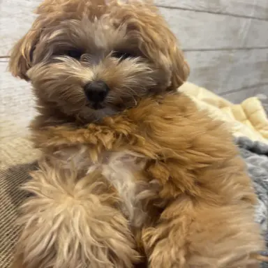 Profile image of ころん