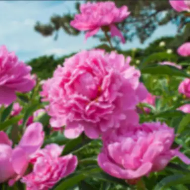 Profile image of Flower Petals