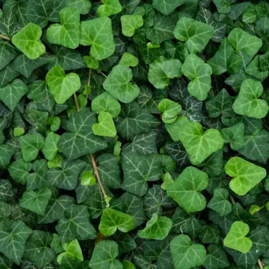 Profile image of Vines