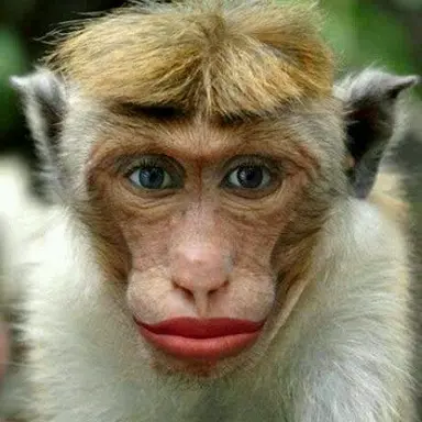 Profile image of 하우카우