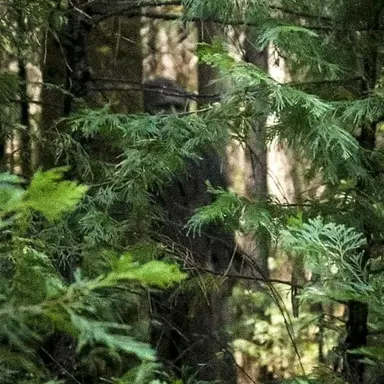 Profile image of Bigfoot