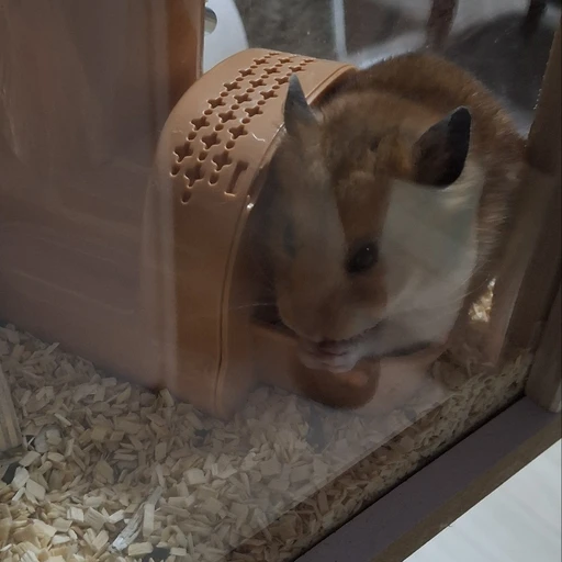 콩이