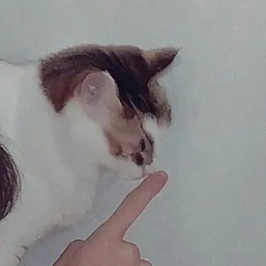 Profile image of 홍해월