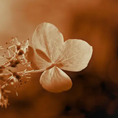 Profile image of 나샤트라 빌드히드