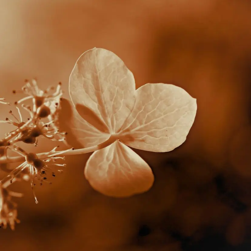 Saltykimchisoup의 "어쩌면 넌 친구 이상일지도 몰라"