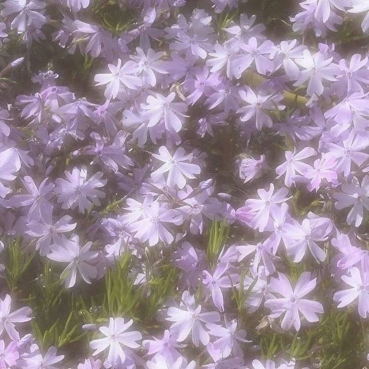 호시나 소우시로
