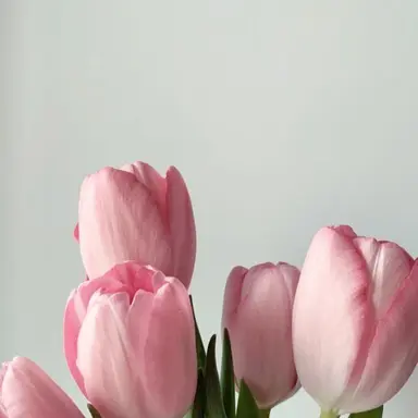 Profile image of はなちゃん