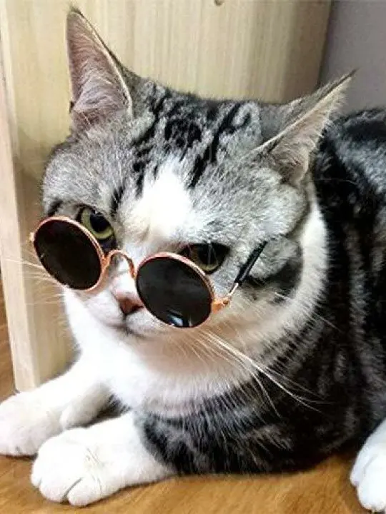 tolom1_xoxo의 目玉焼き