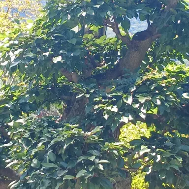 Profile image of 염예찬