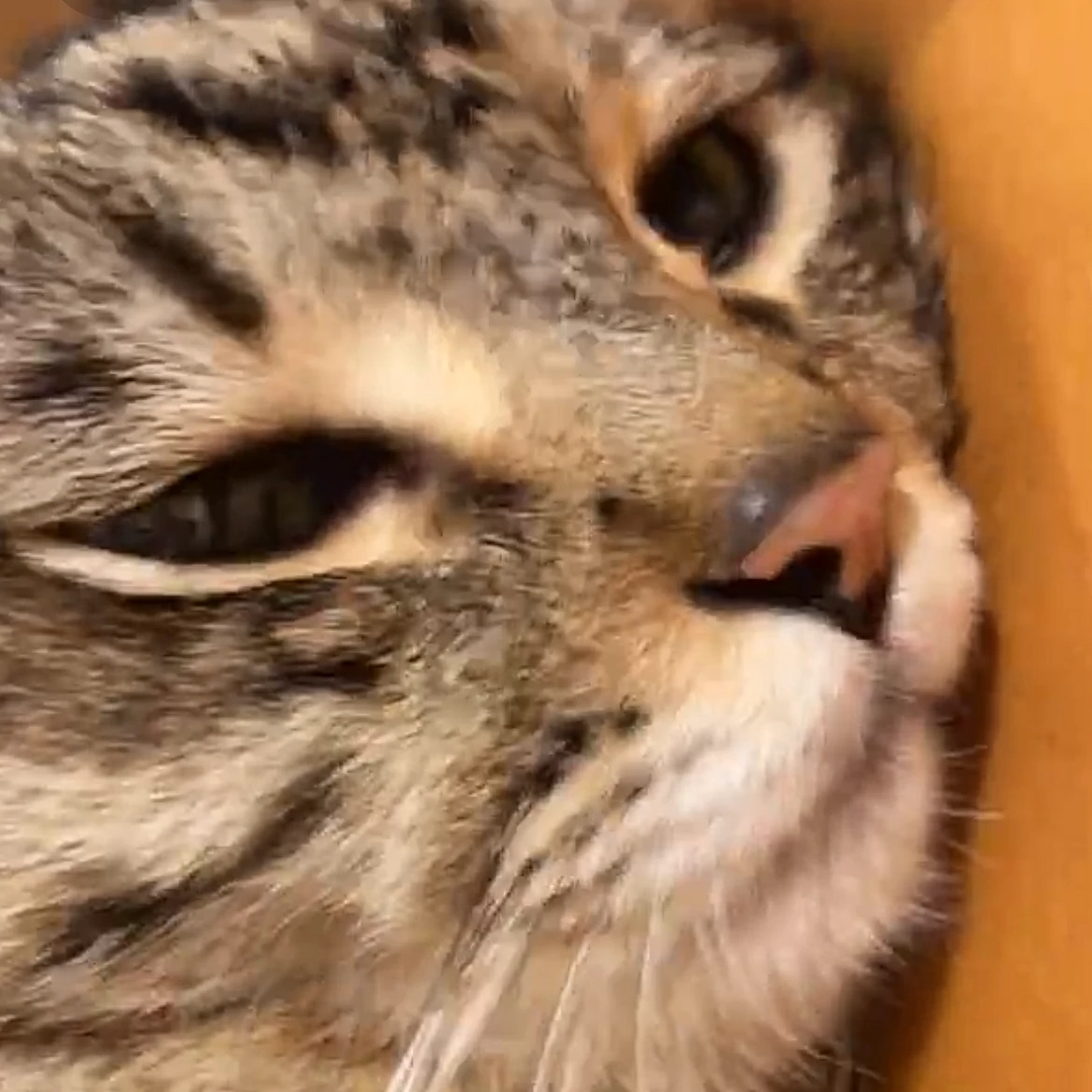 もりも