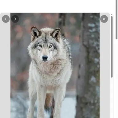 Profile image of 늑대