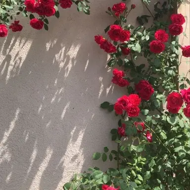 Profile image of 감J