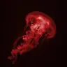 Profile image of CM