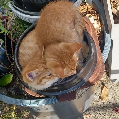 Profile image of ㅇㄹㅇ