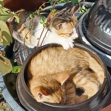 Profile image of ㅎㅌㅅ