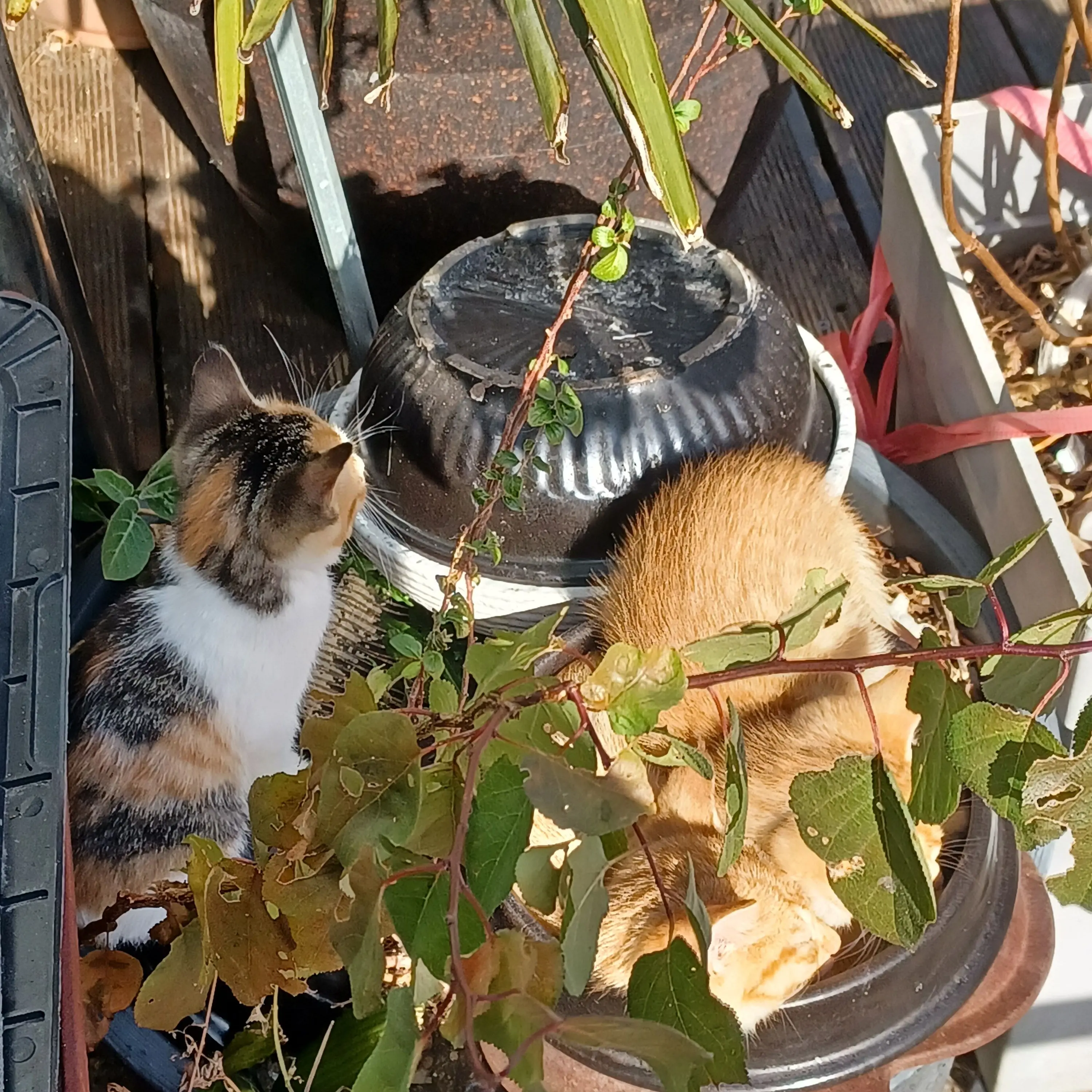 LightGem6534의 ㅂㄴㄷ가족