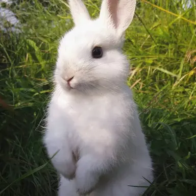 Profile image of リノ