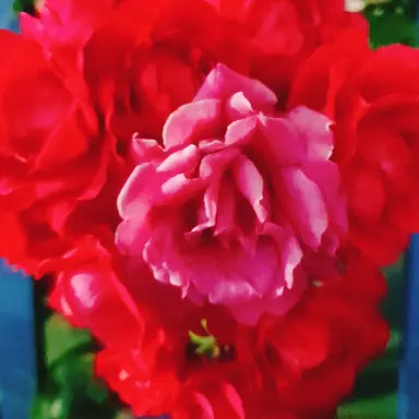 Profile image of 쩜바쩜