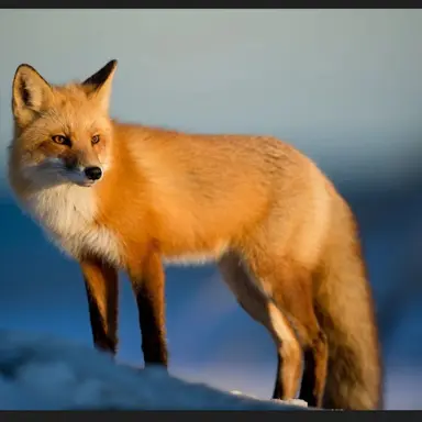 Profile image of 여우