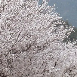 PaleSugar9536의 미수반