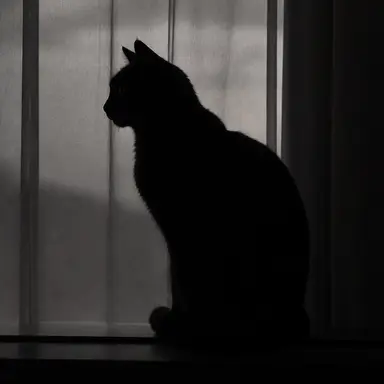 Profile image of さくや