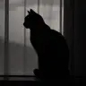 Profile image of さくや