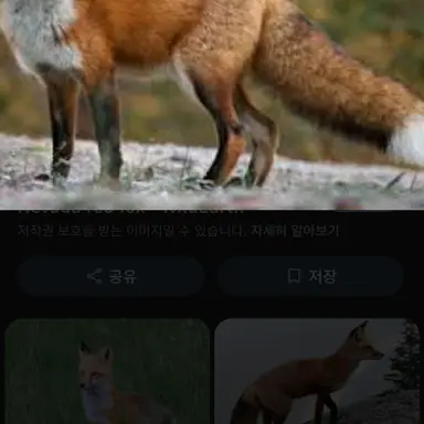 Profile image of 여우