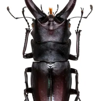 Profile image of 톱사슴벌레