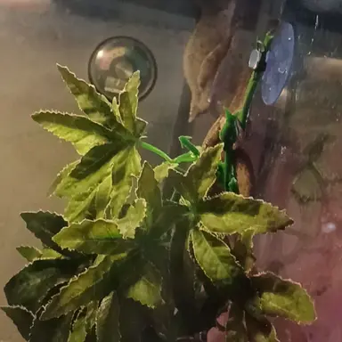 Profile image of 공룡