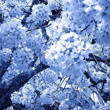Profile image of 루츠