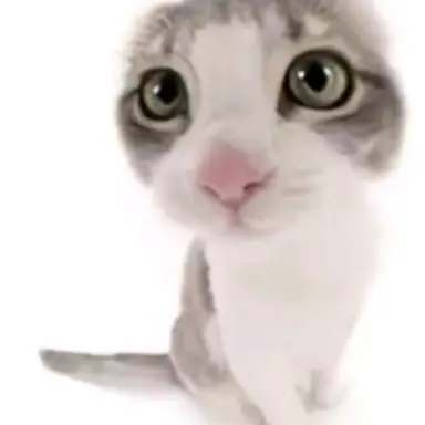 Profile image of 고양이