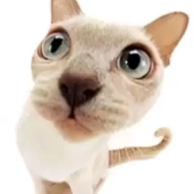 Profile image of 고냥이