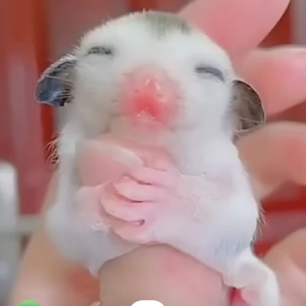슈가글라이더