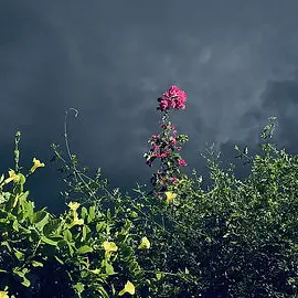 FleshyDial9982의 성소