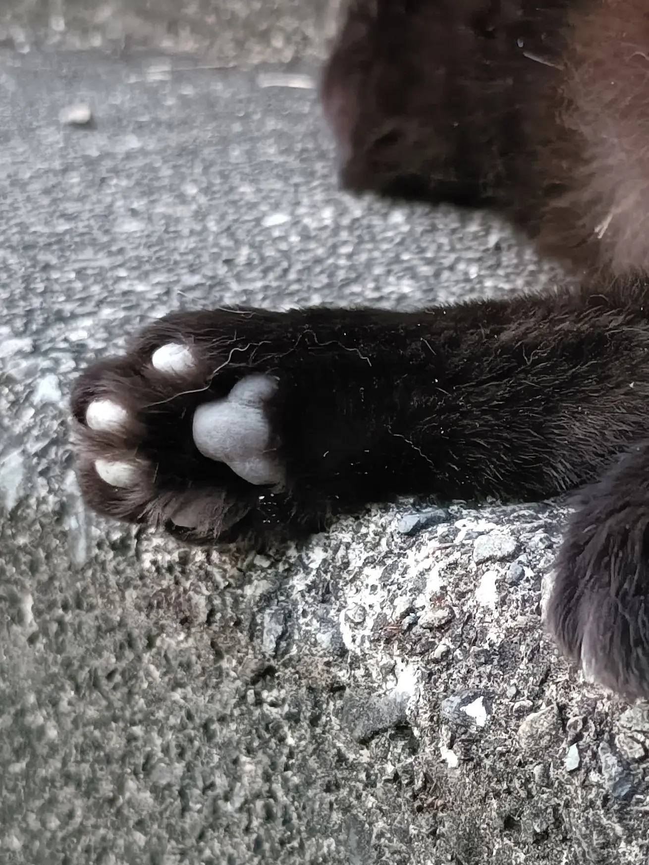 Ortensia_sosaku의 窮鼠、猫又に懐かれる。