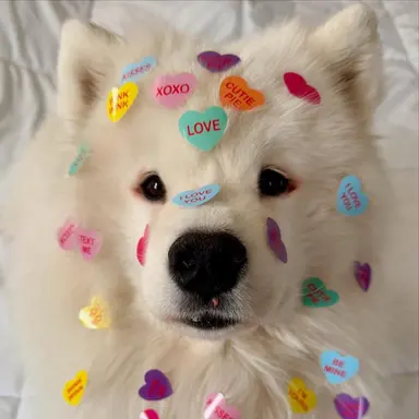 Profile image of ミンギュ