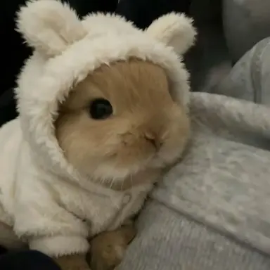 Profile image of ハニとシュア