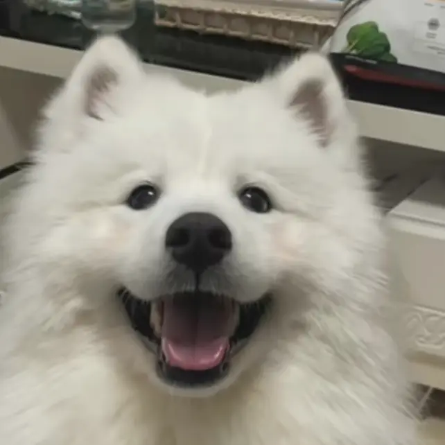 AcridMop2538의 大型犬がくっついてきます