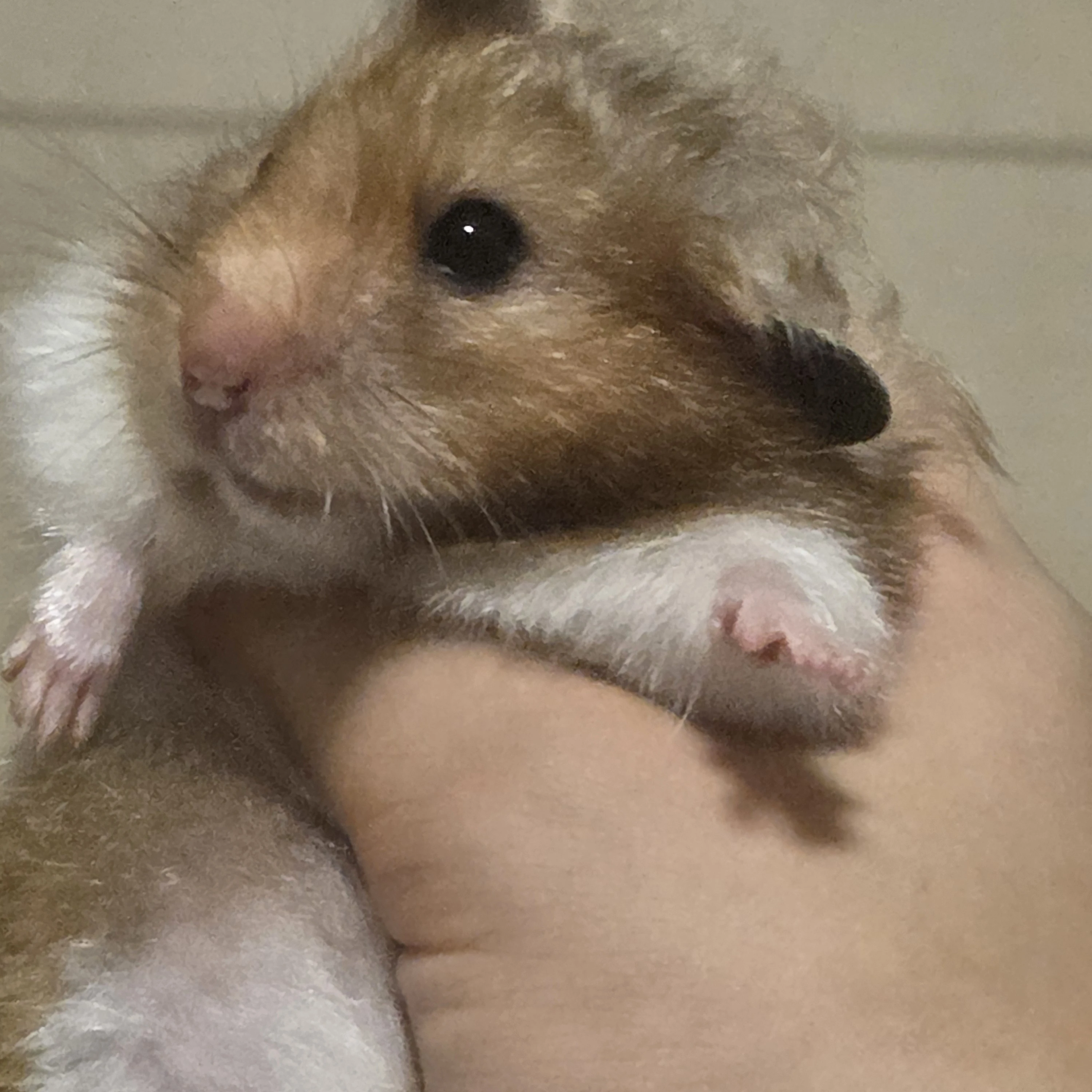 강태현