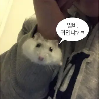 Profile image of 여우