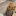 고양이