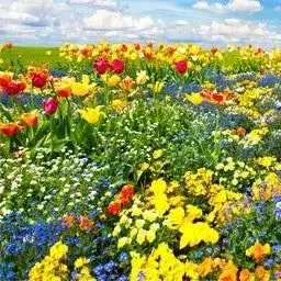 Profile image of 김각별