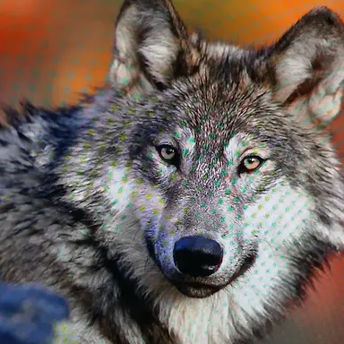 Profile image of 늑대