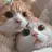 고양이
