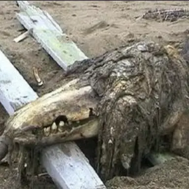 Profile image of 不死身の爬虫類