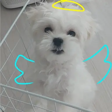 Profile image of 모찌엘