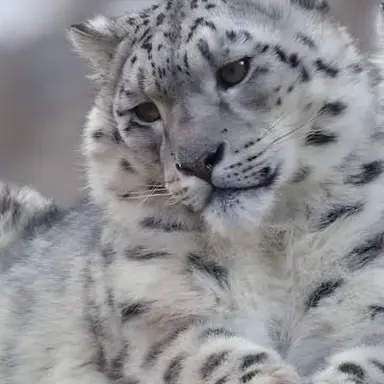 Profile image of 시암